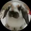 きょんきょんのプロフィール画像