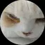 こてつのプロフィール画像