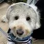 かえでのプロフィール画像