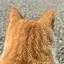 としきのプロフィール画像