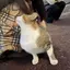 ぴょよよよよのプロフィール画像