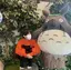 ふのプロフィール画像