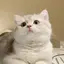 めいのプロフィール画像
