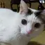 めぐのプロフィール画像