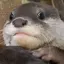 泊雅のプロフィール画像