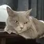CHINATSUのプロフィール画像