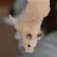 Cのプロフィール画像