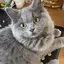 かえんのプロフィール画像
