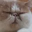yayoiのプロフィール画像