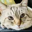 tomotomoのプロフィール画像