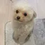 さやのプロフィール画像