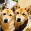 asukaのプロフィール画像