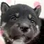 cocoのプロフィール画像