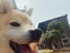 かおるのプロフィール画像