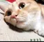 かみやのプロフィール画像