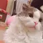 あゆみのプロフィール画像