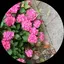 さちのプロフィール画像