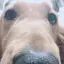 かめのプロフィール画像