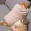 しまだのプロフィール画像