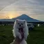 chihiroのプロフィール画像