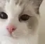 みみのプロフィール画像