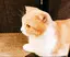 うなまるのプロフィール画像
