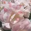 きたばたけのプロフィール画像