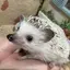 さーのプロフィール画像