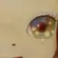 みゅくのプロフィール画像