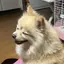 eniのプロフィール画像