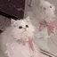ひめのプロフィール画像