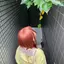 あのプロフィール画像