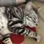 マブブのプロフィール画像