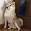 AKTGSのプロフィール画像