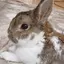 ゆ゛のプロフィール画像