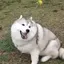 ちらきさのプロフィール画像