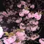 美咲のプロフィール画像