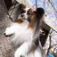 ゆりかのプロフィール画像