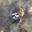 あかねのプロフィール画像