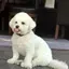 わんのプロフィール画像