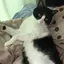 しおちきんのプロフィール画像