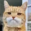 kittenのプロフィール画像
