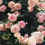 nananのプロフィール画像