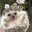 せのプロフィール画像