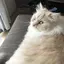 きょんのプロフィール画像
