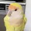 のんのプロフィール画像