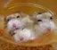 さささのプロフィール画像