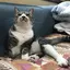 トメ吉のプロフィール画像