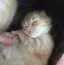 りんごのプロフィール画像