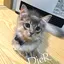 Rinaのプロフィール画像
